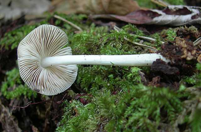 Pluteus   pseudorobertii   M.M. Moser